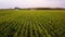 Aerial view of corn fields being irrigated with center pivot system on a large scale corn farm . Aerial drone footage 4k