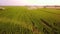 Aerial view of corn fields being irrigated with center pivot system on a large scale corn farm . Aerial drone footage 4k