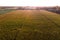 Aerial view of cornfields in northern Italy Veneto region at sunrise. Landscape of cultivated fields in the italian farmlands