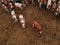 Aerial view of corral full of cattle