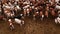 Aerial view of corral full of cattle. Video from a drone.