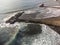 Aerial view on costline with sandy beaches on South of Tenerife near Costa Adeje and Playa de las Americas, Canary islands, Spain