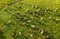 Aerial view at the cows. Farmland landscape from air. Composition with domestic animals. Photo from drone.