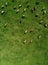 Aerial view of cows herd grazing on pasture