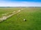 Aerial view of cows herd grazing on pasture