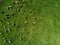 Aerial view of cows herd grazing on pasture