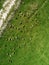 Aerial view of cows herd grazing on pasture