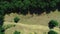 Aerial view of cows in a herd on a green pasture in the countryside near vineyard fields