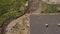 Aerial view:Cows walking along the road