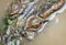 Aerial view of crocodile head with eyes in Tonle Sap lake, Cambodia