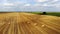 Aerial view crop wheat rolls of straw in field