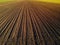 Aerial view of cultivated corn furrows