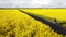 Aerial view of a cyclist riding in between two canola fields