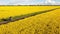 Aerial view of a cyclist in between sunny canola fields