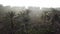 Aerial view dead oil palm trees