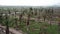 Aerial view dead palm trees at Penang