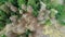 Aerial view of dead trees - forest dieback - Waldsterben, Germany