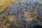 Aerial view of dead trees and lake in Danakil Depression