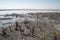 Aerial view of dead trees and lake in Danakil Depression
