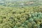 Aerial view of deciduous woods at summertime