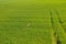 Aerial view of deer running in green crops field