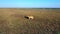 Aerial view of deers in the autumn steppe, sika deers in the autumn steppe, Herd of deer in autumn steppe aerial, aerial