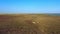 Aerial view of deers in the autumn steppe, sika deers in the autumn steppe, Herd of deer in autumn steppe aerial, aerial