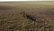 Aerial view of deers in the autumn steppe, sika deers in the autumn steppe, Herd of deer in autumn steppe aerial, aerial