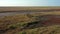 Aerial view of deers in the autumn steppe, sika deers in the autumn steppe, Herd of deer in autumn steppe aerial, aerial