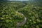 aerial view of dense jungle ecosystem with winding rivers and waterfalls