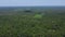 Aerial view dense of lush green Loblolly pine trees Pinus taeda in forestry Louisiana to horizontal line near Greenwood rest area