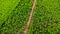 Aerial view of a dirt road that cuts through the beautiful green spaces of rural eucalyptus plantations. Top view of eucalyptus