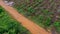 Aerial view of a dirt road that cuts through the beautiful green spaces of rural eucalyptus plantations. Top view of eucalyptus