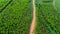 Aerial view of a dirt road that cuts through the beautiful green spaces of rural eucalyptus plantations. Top view of eucalyptus