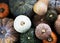 Aerial view of diverse fresh pumpkins