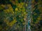 Aerial view of Divje JEzero or Wild Lake in Slovenia thick forest