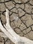 Aerial view dried mud cracks with bleached tree branch