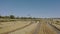 Aerial view. The drone approaches flock of migrating white storks in the field