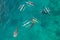 Aerial view from the drone. Fishermen feed gigantic whale sharks Rhincodon typus from boats in the sea in the Philippines,