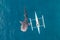 Aerial view from the drone. Fishermen feed gigantic whale sharks Rhincodon typus from boats in the sea in the Philippines,