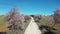 Aerial view of a drone flying over a road between almond blossom trees.