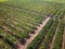 Aerial view from a drone of neat green vineyards on a winery