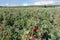 Aerial view of Dutch orchard with maturing red apples