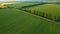 Aerial view of  early summer green field