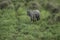 Aerial view of an elephant in the tall savanna grasses in Botswana