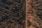 Aerial view of empty road through cottonwood forest