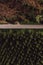 Aerial view of empty road through cottonwood forest in summer