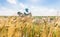 Aerial view of Eolian generators in a beautiful wheat field. Eolian turbine farm. Wind turbine silhouette. Wind mill turbines. Wi