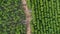 Aerial view of eucalyptus plantation in Thailand. Top view of cultivation areas or agricultural land in outdoor nursery.