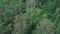 Aerial view of european forest on a sunny day. Panning shot of trees background, preserving woods